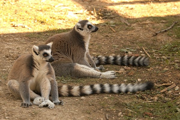 Quels sont les meilleurs spots pour observer les lémuriens à Madagascar?