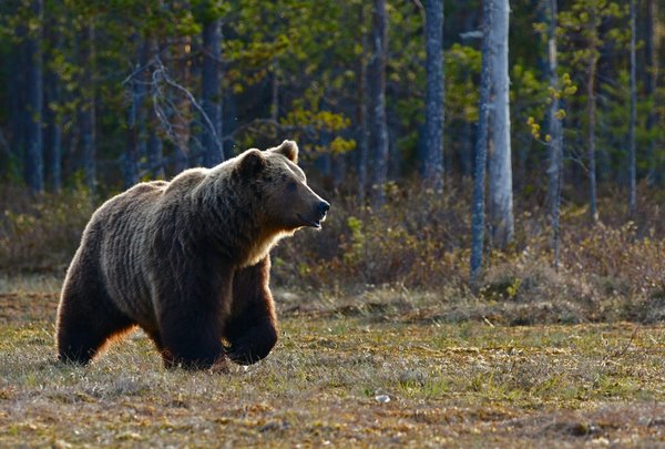 Comment organiser une expédition pour observer les ours bruns en Alaska, USA?