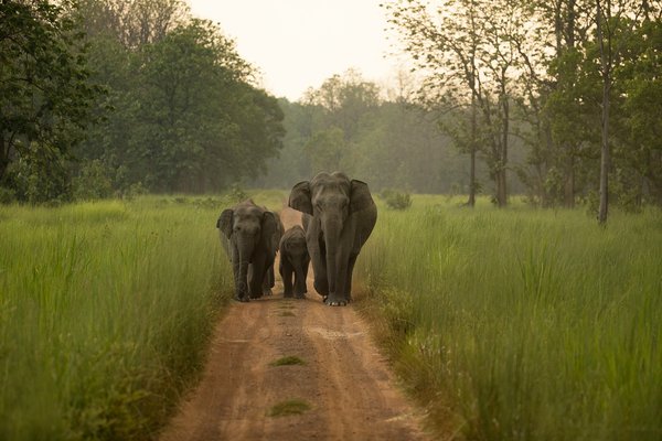 Comment organiser une visite des réserves de faune au Botswana?